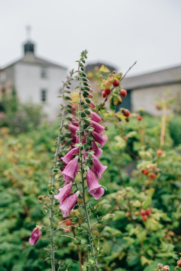 Ballydugan Country House Downpatrick Eksteriør billede